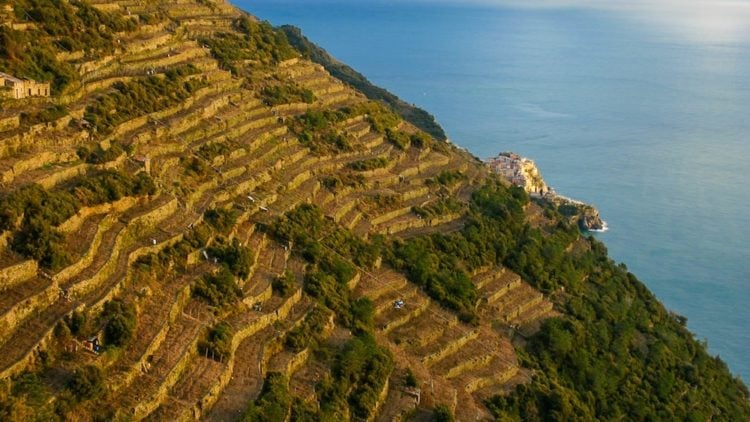 Liguria viticulture