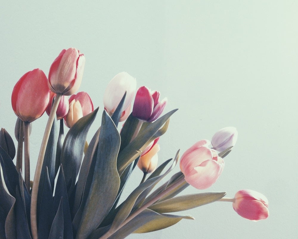 Fioritura dei tulipani in olanda: consigli pratici fioritura dei tulipani in olanda