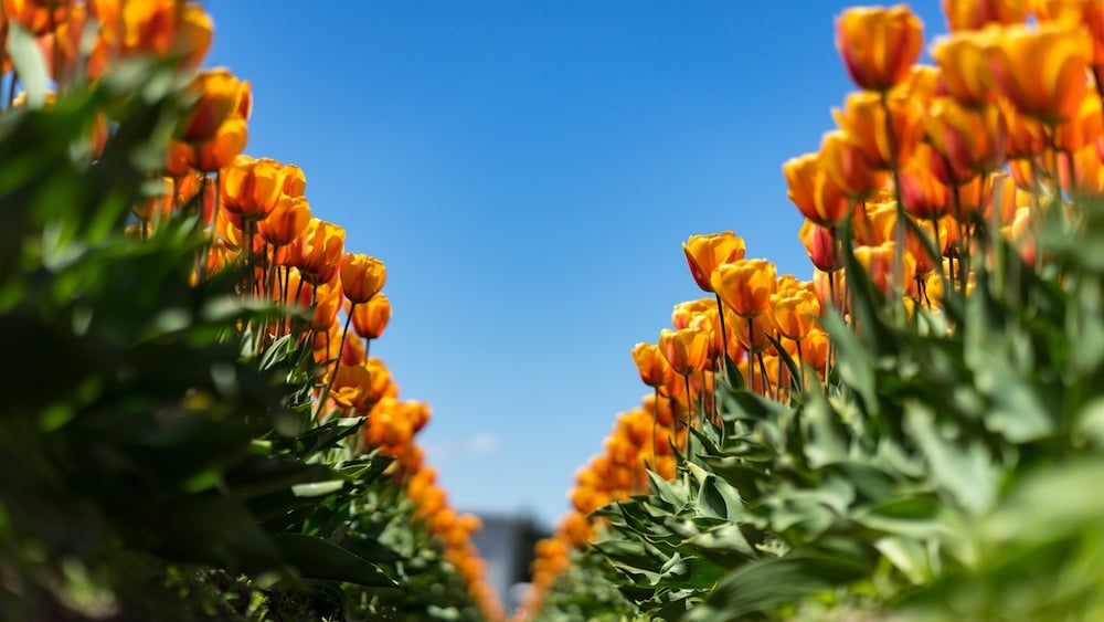 fioritura-tulipani-olanda-bici-e-barca-2