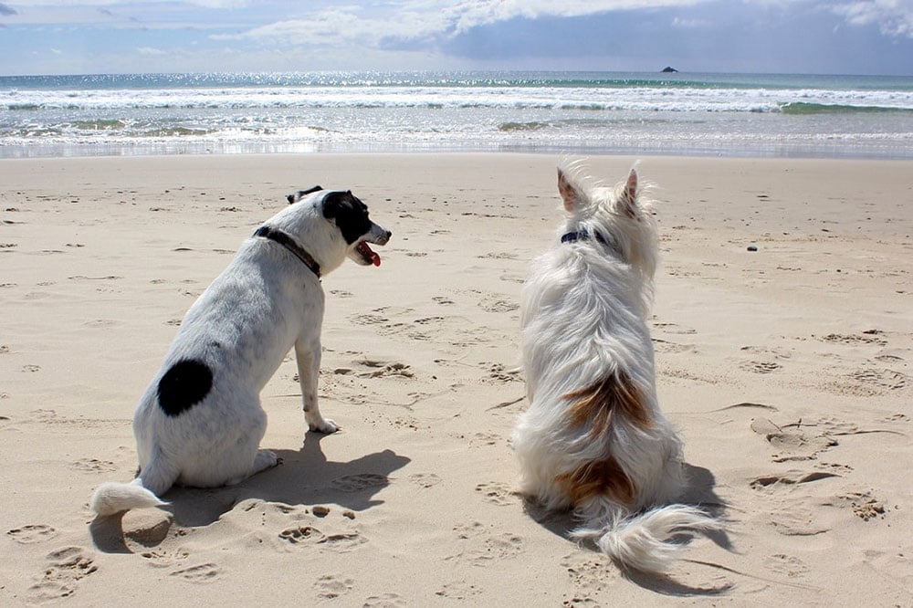 vacanze pet friendly al mare
