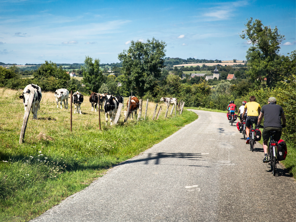 avenue-verte-ciclisti-mucche-normandia-cyclando-blog